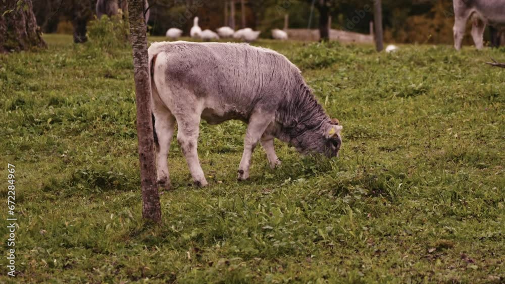 Gray brown cow grazing and pooping on meadow breed Rätisches Grauvieh on a cloudy autumn afternoon at Swiss City of Zürich. Movie shot November 3rd, 2023, Zurich, Switzerland. Gray brown cow grazing and pooping on meadow breed Rätisches Grauvieh on a cloudy autumn afternoon at Swiss City of Zürich. Movie shot November 3rd, 2023, Zurich, Switzerland.