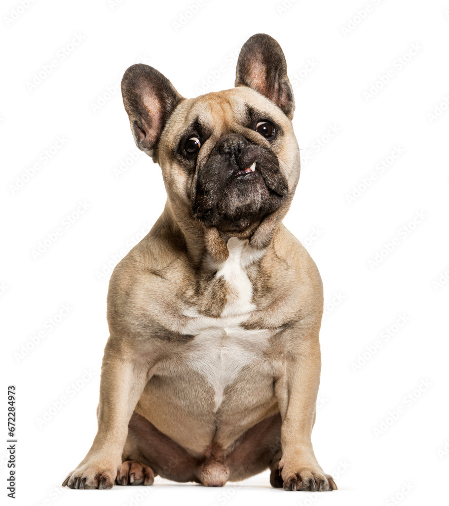 Sitting French bulldog dog, cut out