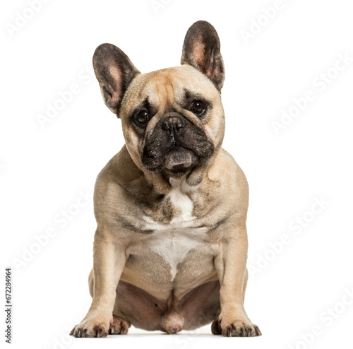Sitting French bulldog dog, cut out © Eric Isselée