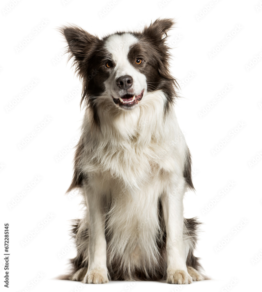 Sitting Border collie panting, isolated