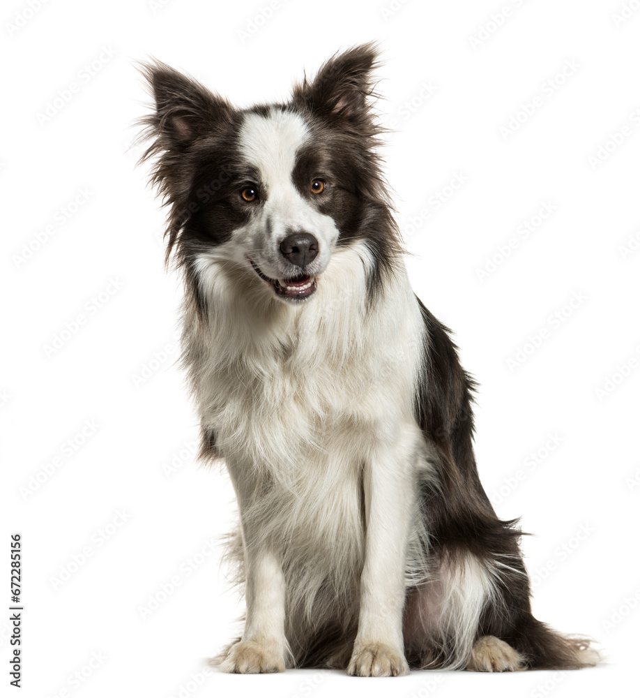 Sitting Border collie panting, isolated Sitting Border collie panting, isolated