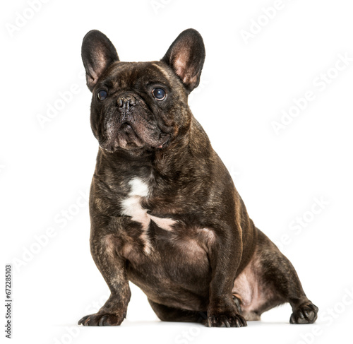 Fototapeta Naklejka Na Ścianę i Meble -  Sitting French bulldog dog, cut out