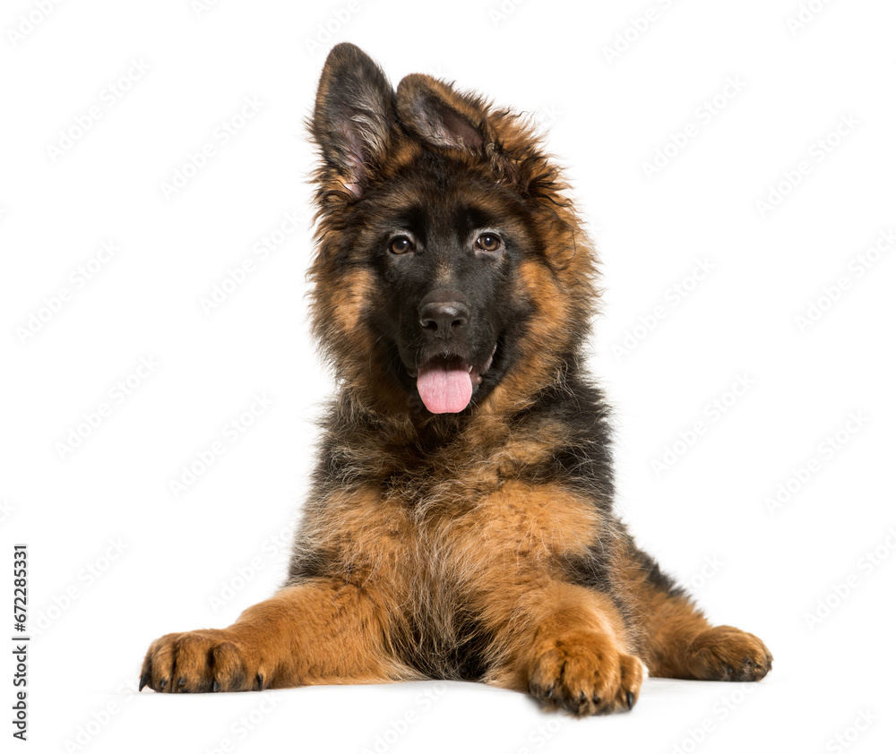 Panting German Shepherd Dog lying down, cut out Panting German Shepherd Dog lying down, cut out
