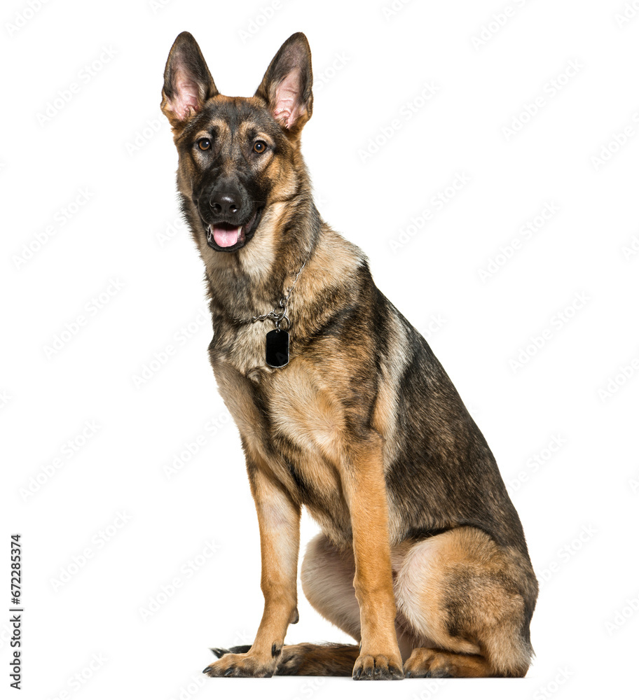 sitting German Shepherd Dog panting, cut out sitting German Shepherd Dog panting, cut out