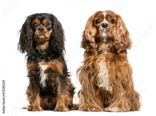 Two Cavalier King Charles dogs sitting together, cut out