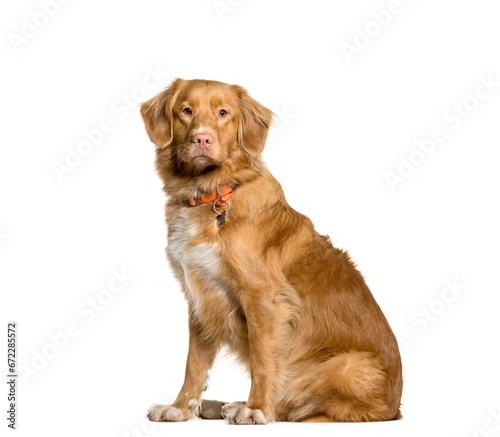 Fototapeta Naklejka Na Ścianę i Meble -  Mixed-breed Dog sitting in front of white background