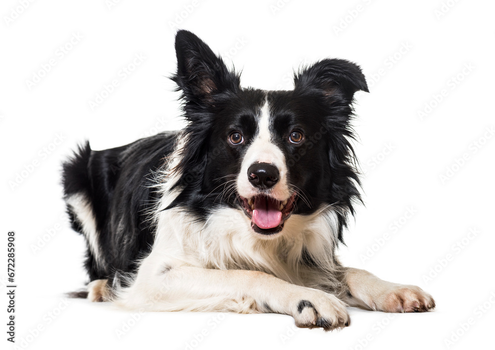 Black and white Border collie Dog lying down in front of the camera, cut out