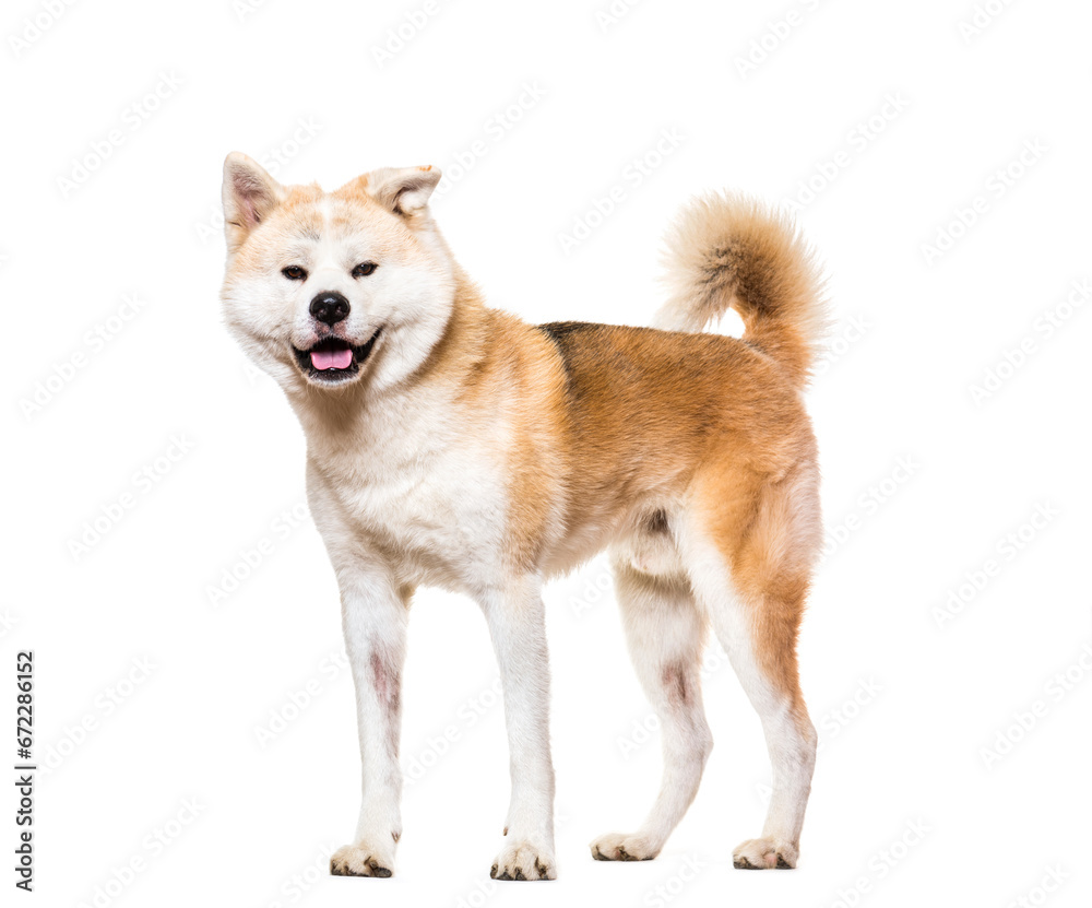 Standing adult Akita Inu Dog, cut out