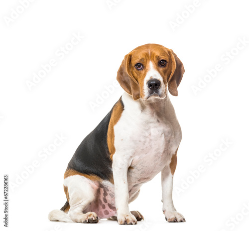 Sitting cute Beagle Dog, cut out © Eric Isselée