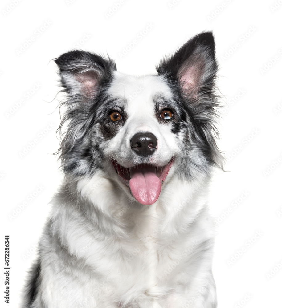 Close-up of a panting Border Collie Dog, cut out