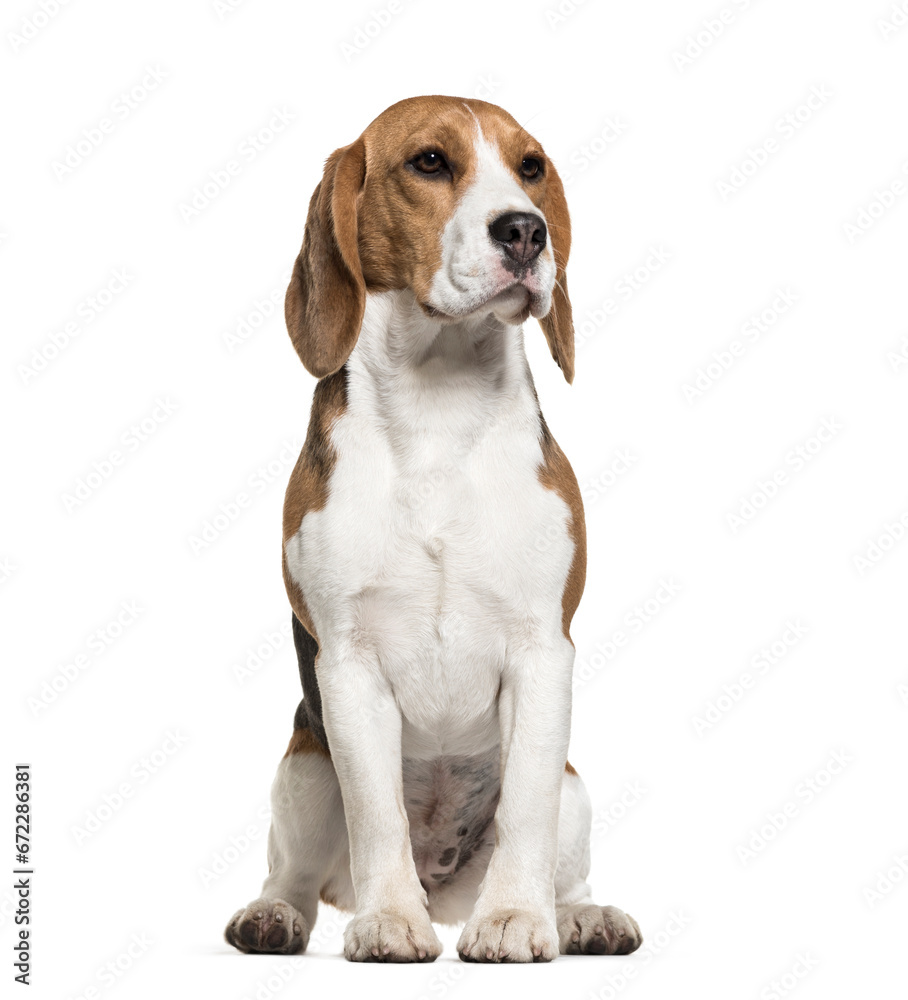 Sitting cute Beagle Dog, cut out