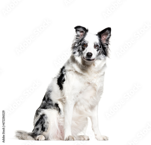 Border Collie, Dog, pet, studio photography, cut out © Eric Isselée