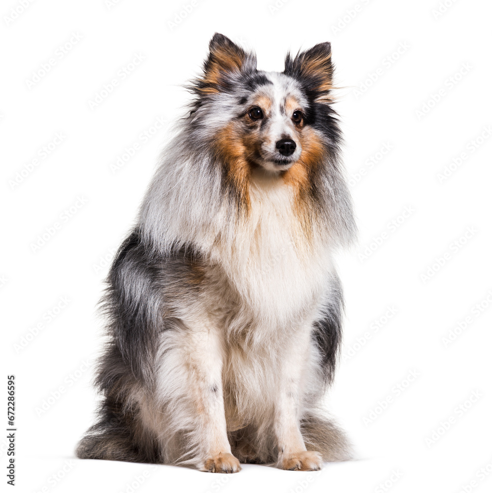 Cute Sitting Sheltie Dog, cut out Cute Sitting Sheltie Dog, cut out