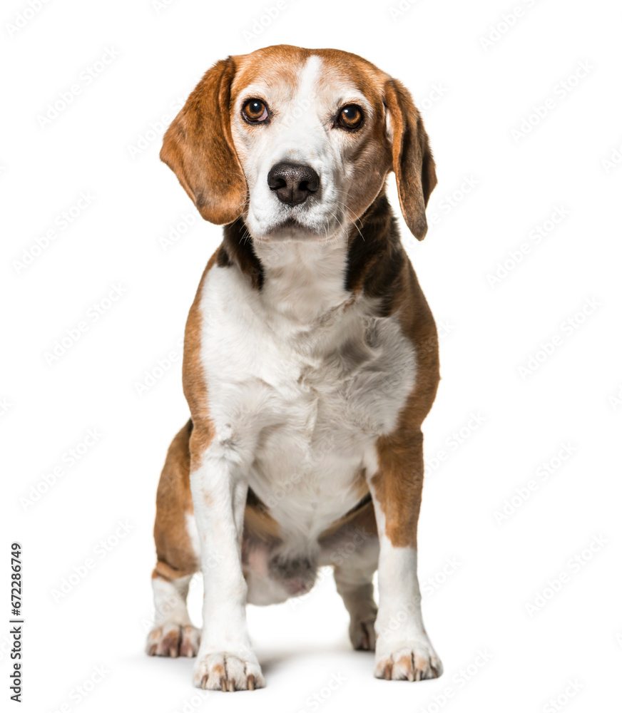 Sitting cute Beagle Dog, cut out