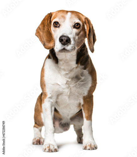Sitting cute Beagle Dog, cut out