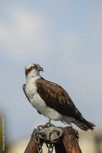 Brown osprey perched on top of a wooden fence post with a blurred background