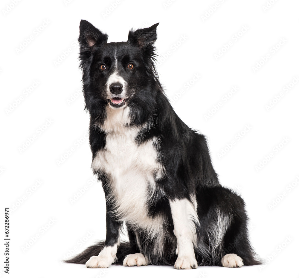 Border Collie, Dog, pet, studio photography, cut out