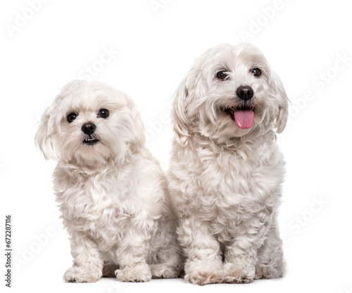 Two maltese dogs sitting, panting, isolated