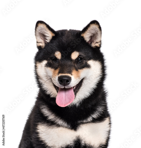 Close-up of a Sitting Shiba Inu Dog panting, cut out © Eric Isselée