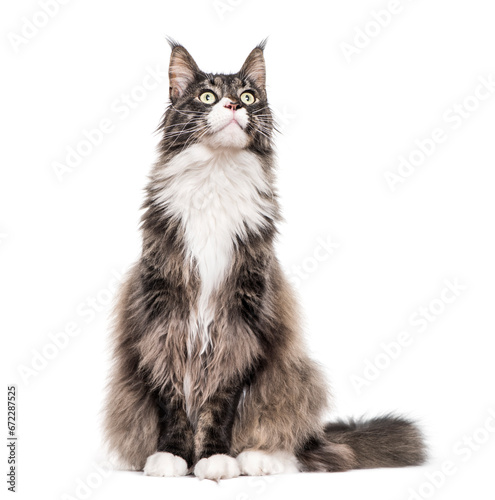 Maine coon cat sitting, cut out
