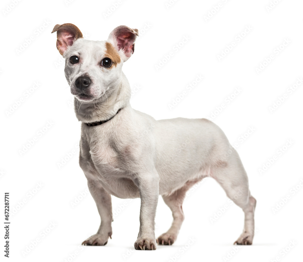 Jack russel dog standing, cut out