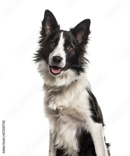 Close-up of a panting Border Collie Dog, cut out