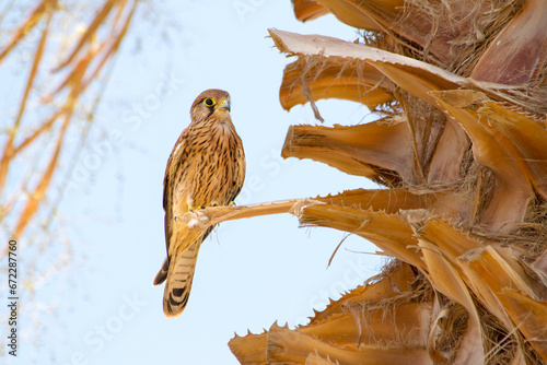 Canvas Print falcon sitting on a palm leaf