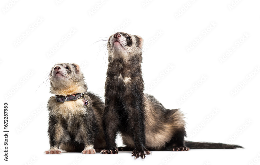 Fototapeta premium Two Ferrets on white background, studio photography