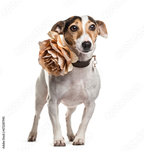 Jack russel dog standing, cut out