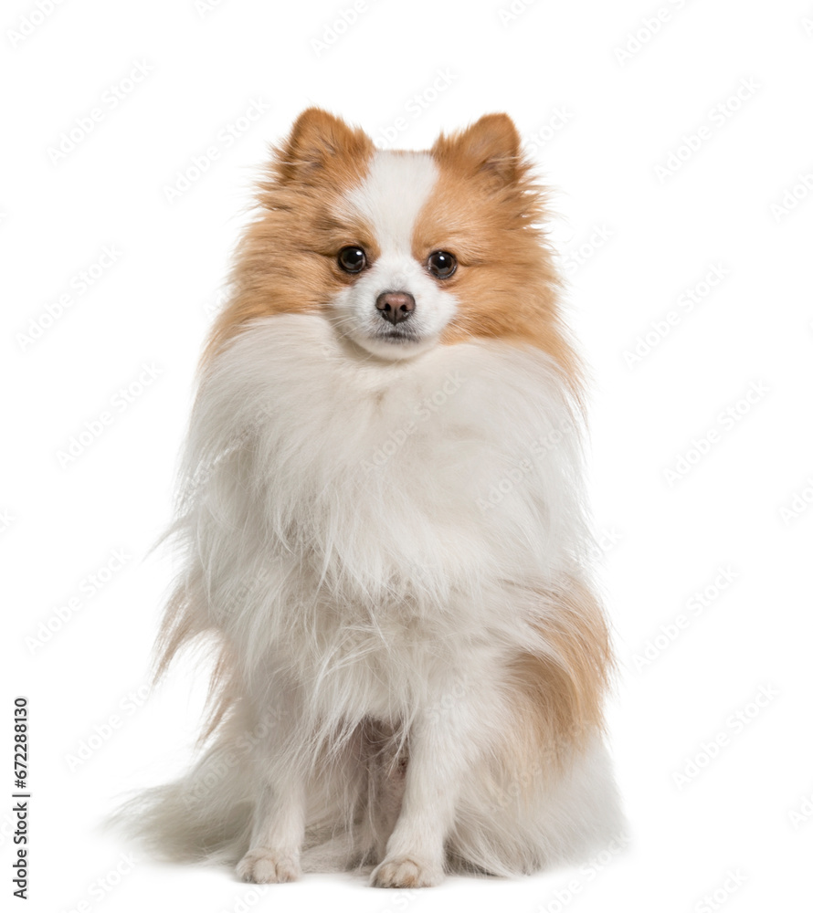 Beige and white Sitting Spitz Dog, cut out