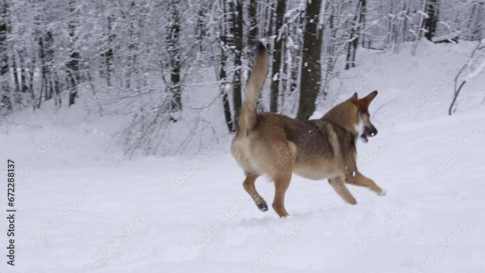 A brown mixed breed dog is running around and jumping in the freshly fallen snow. Young doggy enjoys winter walks in the nature after fresh snowfall. Well behaved doggo on a walk without a leash. A brown mixed breed dog is running around and jumping in the freshly fallen snow. Young doggy enjoys winter walks in the nature after fresh snowfall. Well behaved doggo on a walk without a leash.