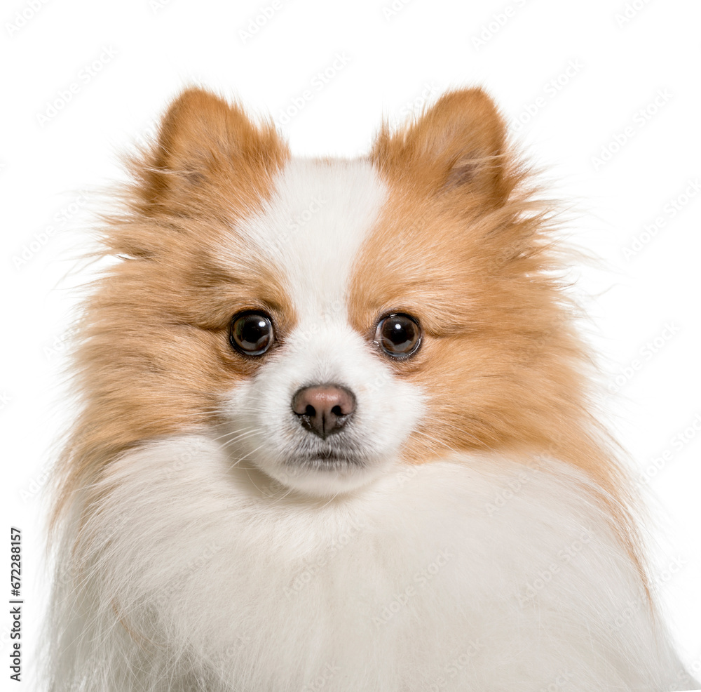 Close-up of a Beige and white Spitz Dog, cut out
