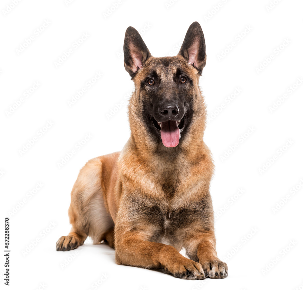 Panting and lying down Malinois Dog, cut out