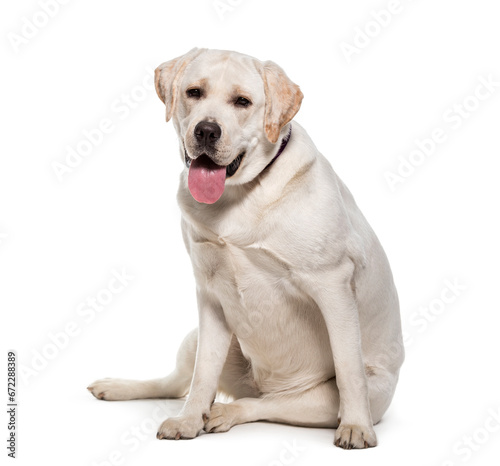 Sitting and panting Labrador Retriever, Dog, pet, studio photography, cut out