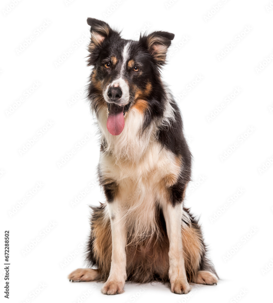 Panting Border Collie dog sitting, cut out
