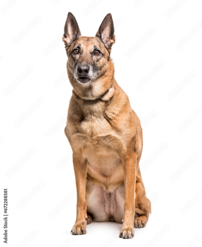 Malinois dog sitting, cut out