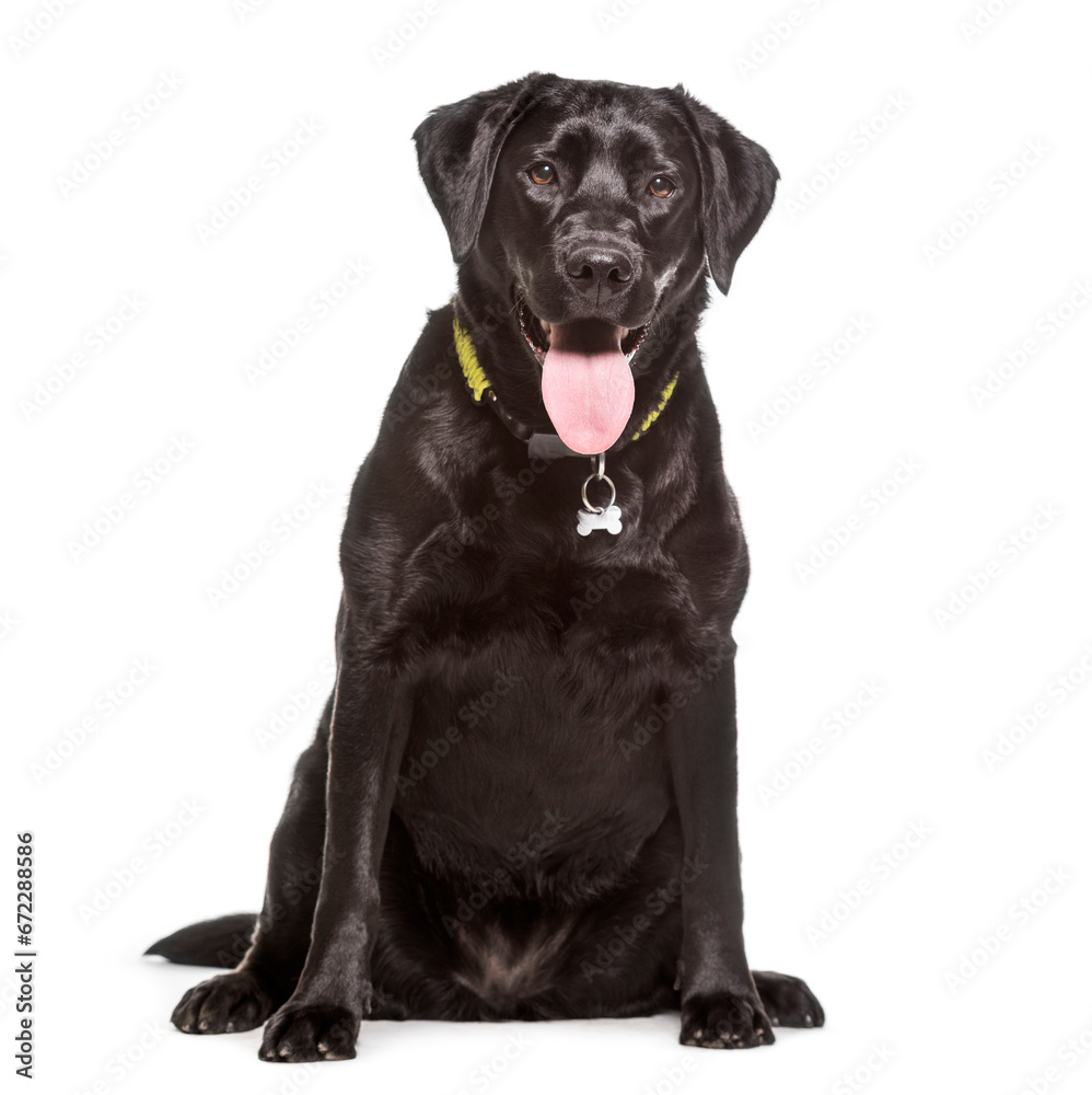 Panting Mixed-breed Dog sitting in front of white background Panting Mixed-breed Dog sitting in front of white background