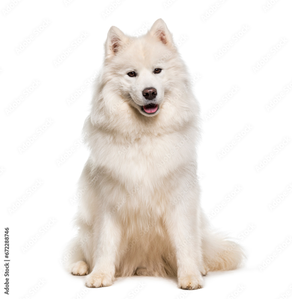 White Samoyed Dog Standing and panting, cut out White Samoyed Dog Standing and panting, cut out