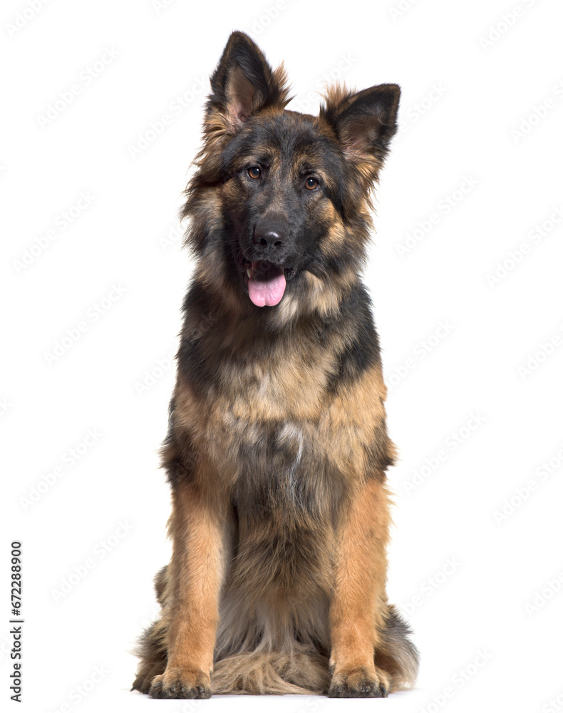 German Shepherd, Dog, pet, studio photography, cut out