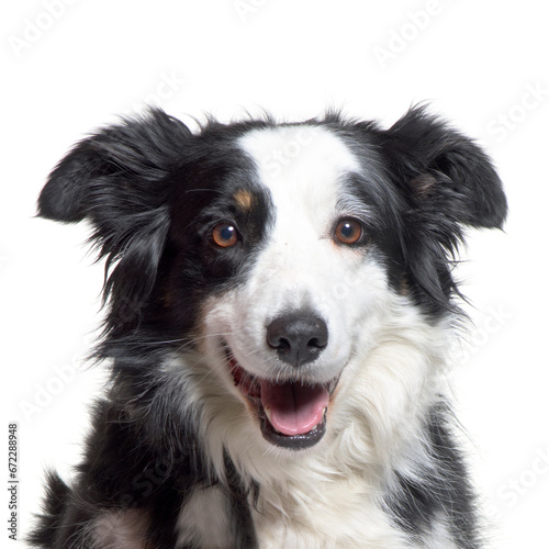 Close-up of a panting Border Collie Dog, cut out