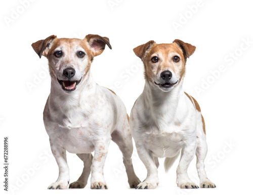 Two Jack russel dogs, standing, cut out © Eric Isselée