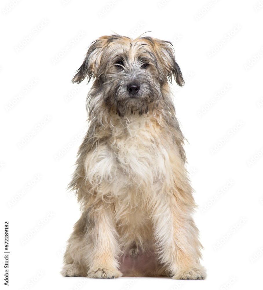 Grey Sitting Pyrenean Shepherd Dog, cut out Grey Sitting Pyrenean Shepherd Dog, cut out