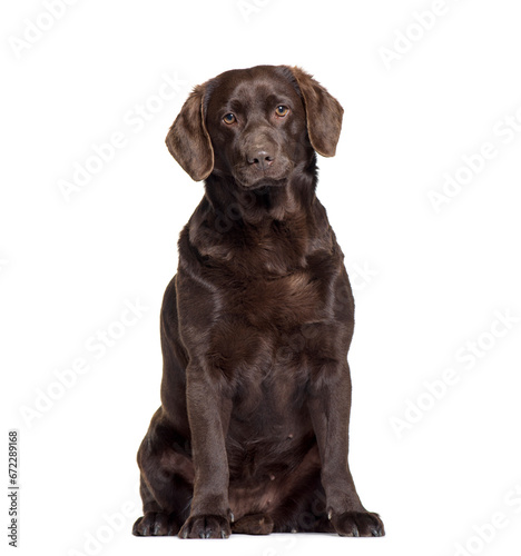 Labrador retriever dog sitting, cut out