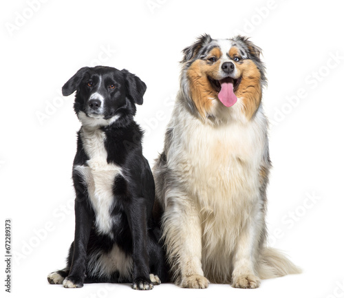 Two Dogs sitting in front of a white background, pet, cut out