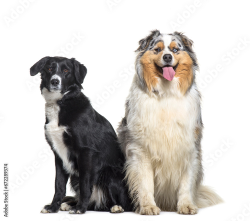 Fototapeta Naklejka Na Ścianę i Meble -  Two Dogs sitting in front of a white background, pet, cut out