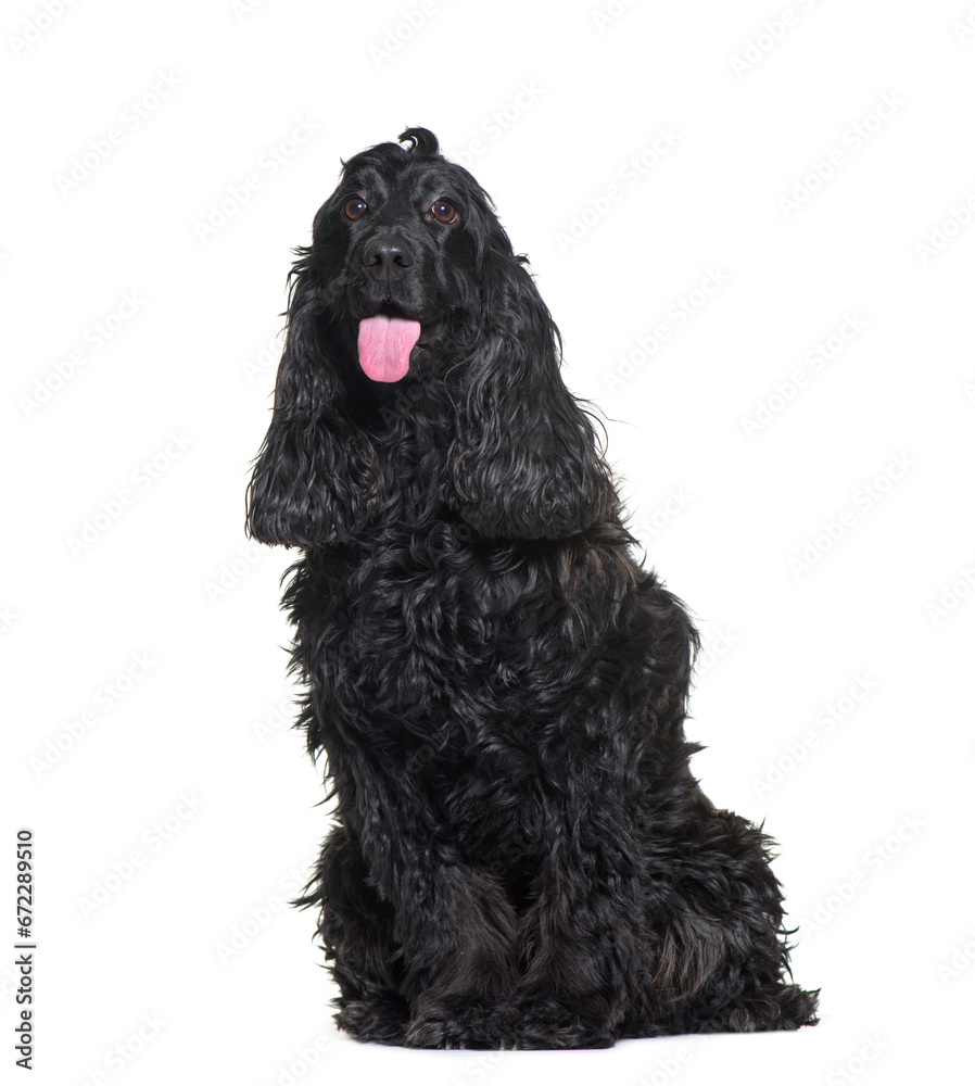 Panting and sitting Cocker Spaniel Dog, cut out Panting and sitting Cocker Spaniel Dog, cut out