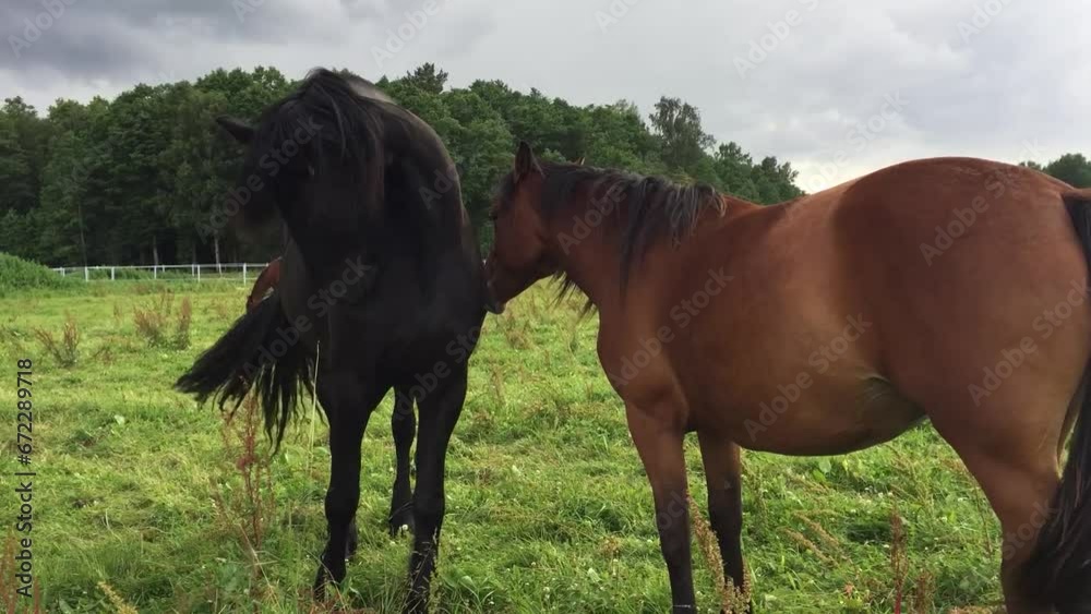 Two beautiful horses in the field