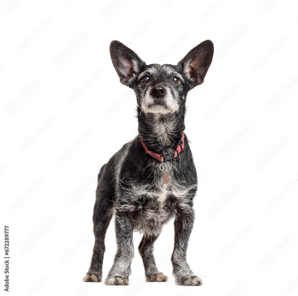 Mixed-breed dog standing, cut out