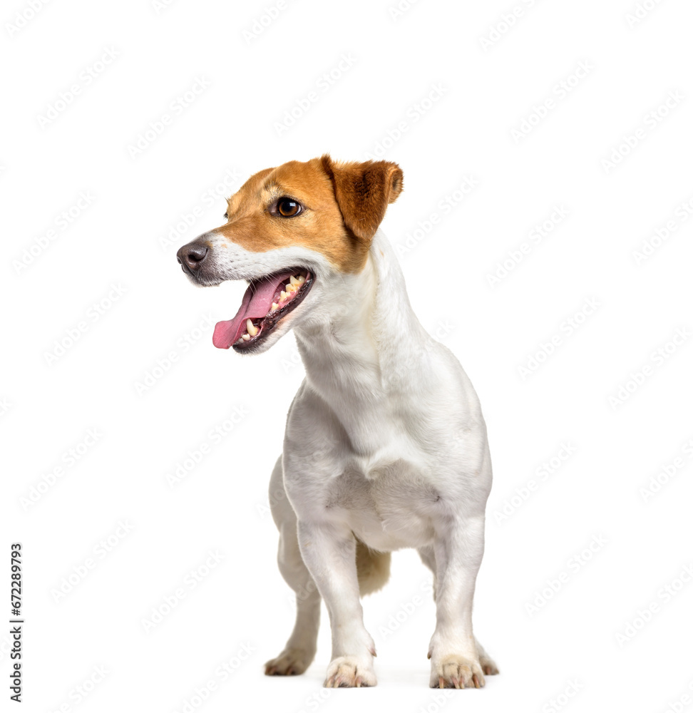 Jack Russell dog standing and panting, cut out