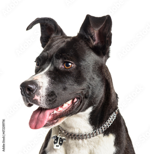 Close-up of american Staffordshire Terrier dog panting, cut-out
